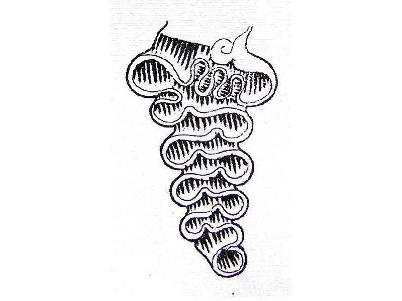 sash-between legs-sawutan ornament-sunarto 104